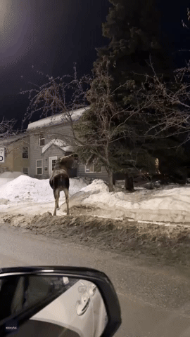Moose Munches on Tree Outside Anchorage Home