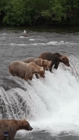Bear Pair Look Less Than Thrilled as Friend Catches Leaping Salmon in Katmai National Park