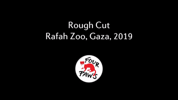Animals Rescued From Gaza Strip Zoo