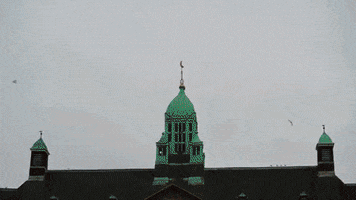 OSIER city amsterdam GIF