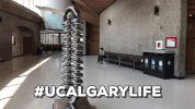 ucalgary yyc ucalgary university of calgary canadian universities GIF