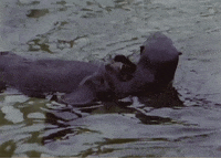 Vintage Swimming GIF by US National Archives