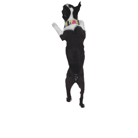 Dogs Puppy Sticker