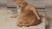mlem GIF