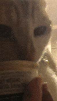 Cat GIF by Sam Mantell