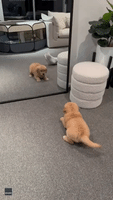 Golden Retriever Puppy Squares Up When Seeing Reflection For The First Time