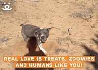 Save Them All I Love You GIF by Best Friends Animal Society