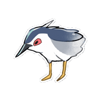 Night Heron Bird Sticker