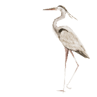 Madame Heron Sticker by aguabenditaSW