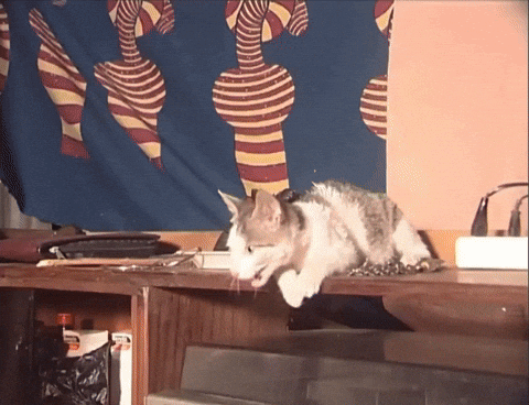BobHope666 giphyupload no one knows that i turn into a cat in the middle of the night to scare my enemies GIF