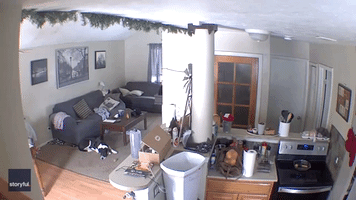 'Doing Their Jobs': Colorado Owner Says Dogs Thwart Suspected Burglary Attempt