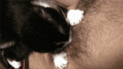 cat biting GIF