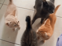 Noisy Kittens Have No Patience When It Comes to Dinner Time