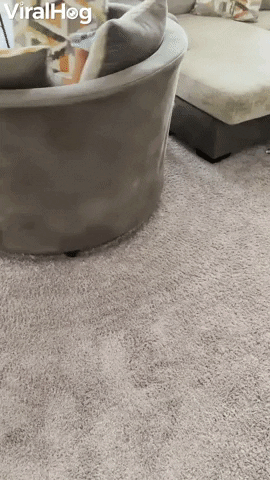 Bulldog Spinning Nephew In Chair GIF by ViralHog