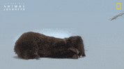 National Geographic River GIF by Nat Geo Wild