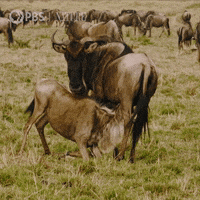 Pbs Nature Love GIF by Nature on PBS