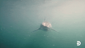 Thando Is A Juvenile 