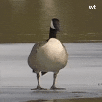 Oh No Duck GIF by SVT