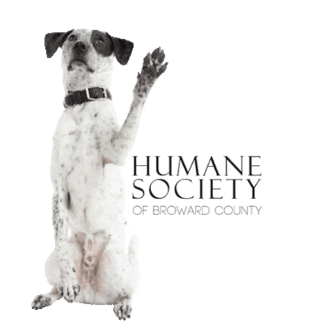 Humane Society Dogs GIF by Humane Society of Broward County