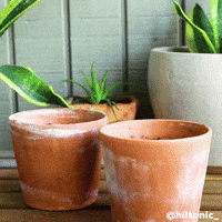Grow Stop Motion GIF by Evan Hilton