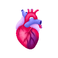 ichbinisabel heart illustration health herz Sticker