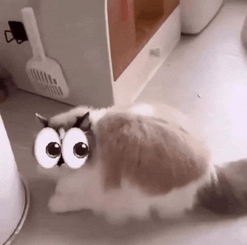 Scared Cat GIF