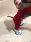 monkey haircut GIF