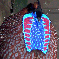 bird flap GIF
