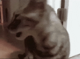 Cat What GIF