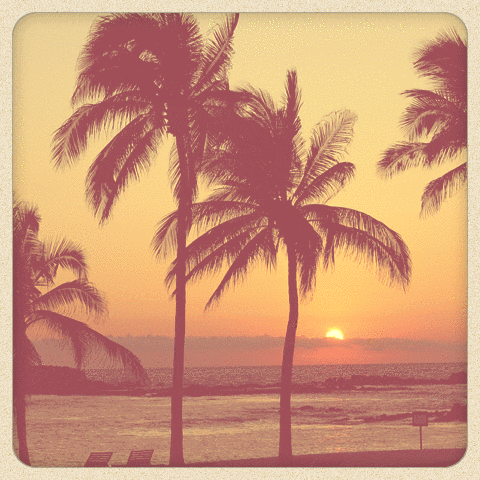 Palm Tree Water GIF