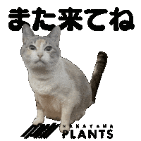 Scindapsus Sticker by NakayamaPlants