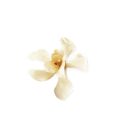 Cuir De Nuit Sticker by Yves Rocher