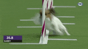 Papillion GIF by Westminster Kennel Club