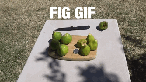 fig GIF