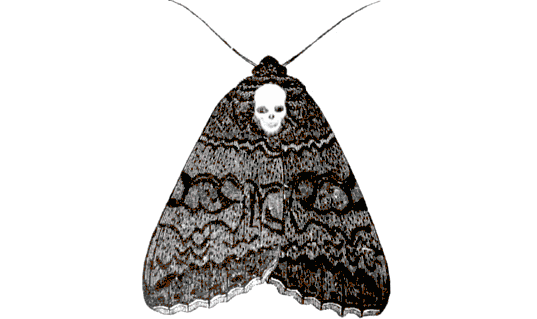 moth STICKER