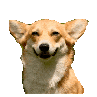 corgi STICKER by imoji