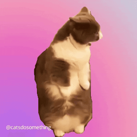 Cats Cds GIF by Furrend