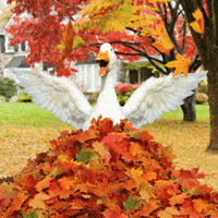 Celebrate Its Fall GIF by Aflac Duck