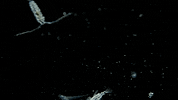 Sea Crab GIF by PBS Digital Studios