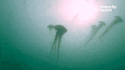 Sea Ocean GIF by Monterey Bay Aquarium