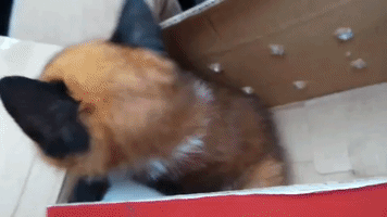 Unusual 'mutant-Like' Kitten Found in Beijing Pet Market