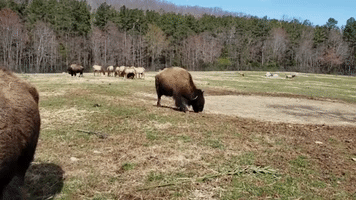 Bison Celebrates First Day of Spring With 'Happy Dance'