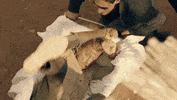 blood and treasure GIF by CBS