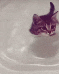 Cat Swimming GIF