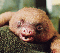 sloth yawning GIF
