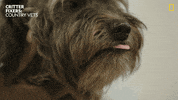 National Geographic Dogs GIF by Nat Geo Wild