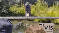 Worker Has to Dodge Hungry Gator During Feeding Time at Reptile Park