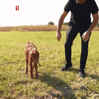 Come Lets Go GIF by TRT