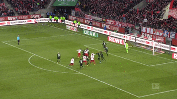 1 Fc Cologne Football GIF by 1. FC Köln