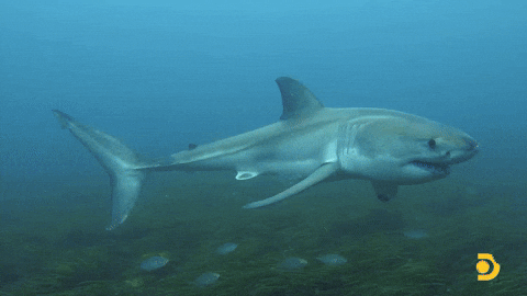 Greatwhite GIF by Shark Week - Find & Share on GIPHY